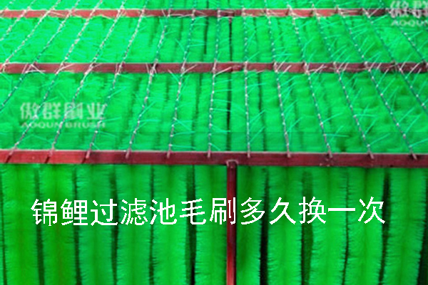 錦鯉過(guò)濾池毛刷多久換一次
